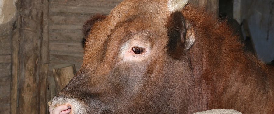 A calf standing in a barn